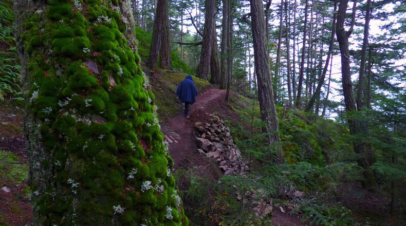 The trail to Sares Head passes a big moss-jacketed fir as it emerges to views of the water. (Brian J. Cantwell/Seattle Times/TNS)