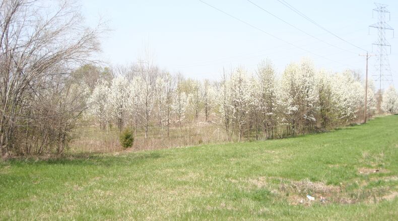 Garlic mustard in bloom in Clifton Gorge (white flowers). CONTRIBUTED