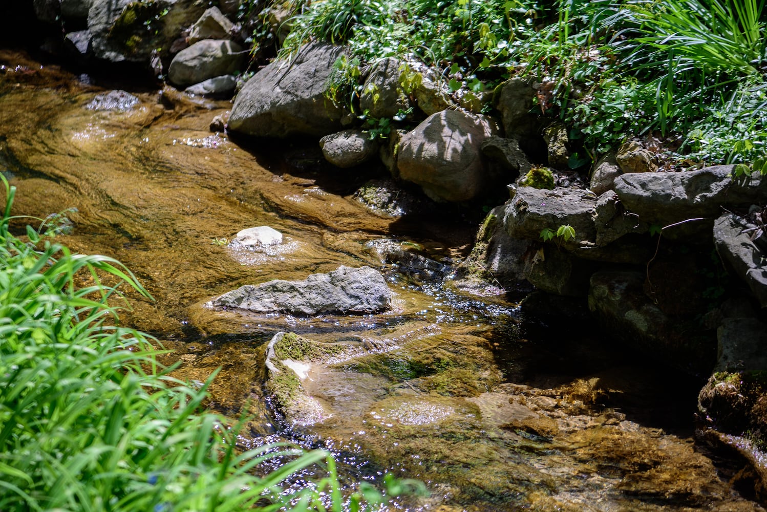 PHOTOS: Gorgeous Aullwood Garden is in full bloom