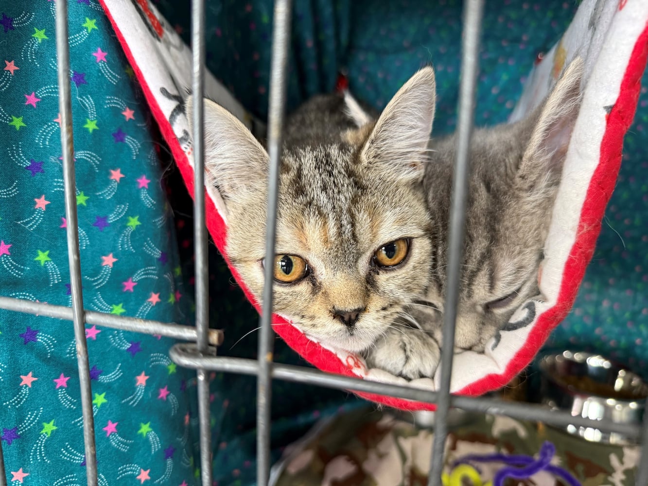Cat Fanciers' Association cat show