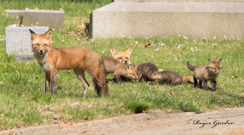 Roger Garber captured this photograph in April 2020 of a family of foxes surrounding a groundhog.