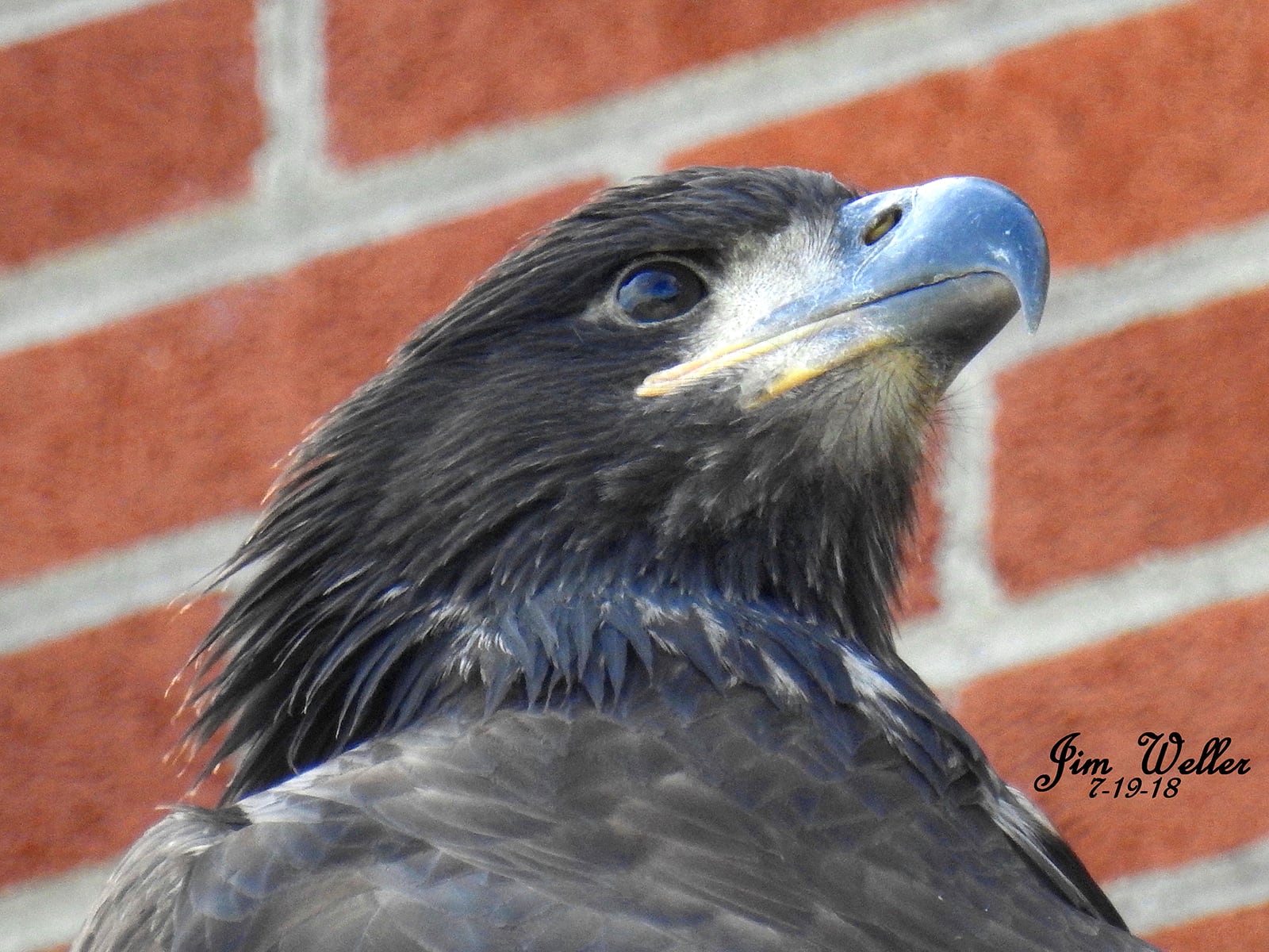 A gust of wind eased Flyer from her nest at 3:50 p.m. Tuesday as she was "wingercizing," hopping up and down in her nest to gain strength. Flyer is a young bald eagle who hatched at Carillon Historical Park in April. PHOTO COURTESY OF JIM WELLER