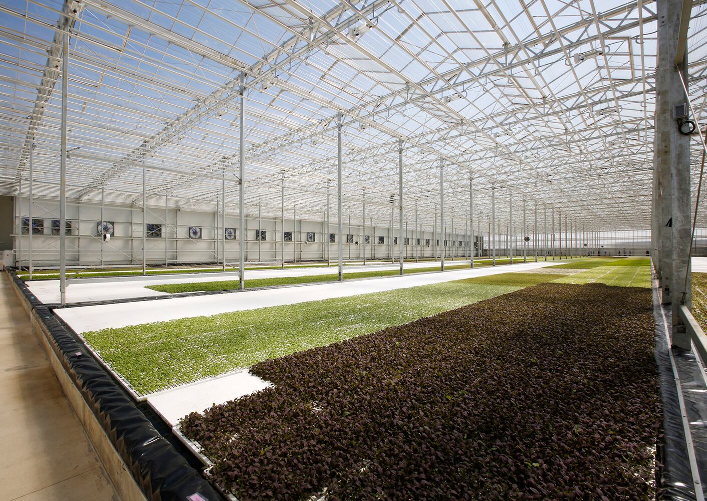 BrightFarms Ohio Greenhouse harvests first hydroponic greens in Wilmington