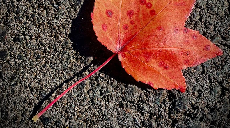 As the days grow shorter and the air gets cooler, Mother Nature has started pulling back the blanket of green foliage to reveal the bright reds, yellows, oranges and browns of autumn in Montgomery County. MARSHALL GORBY\STAFF