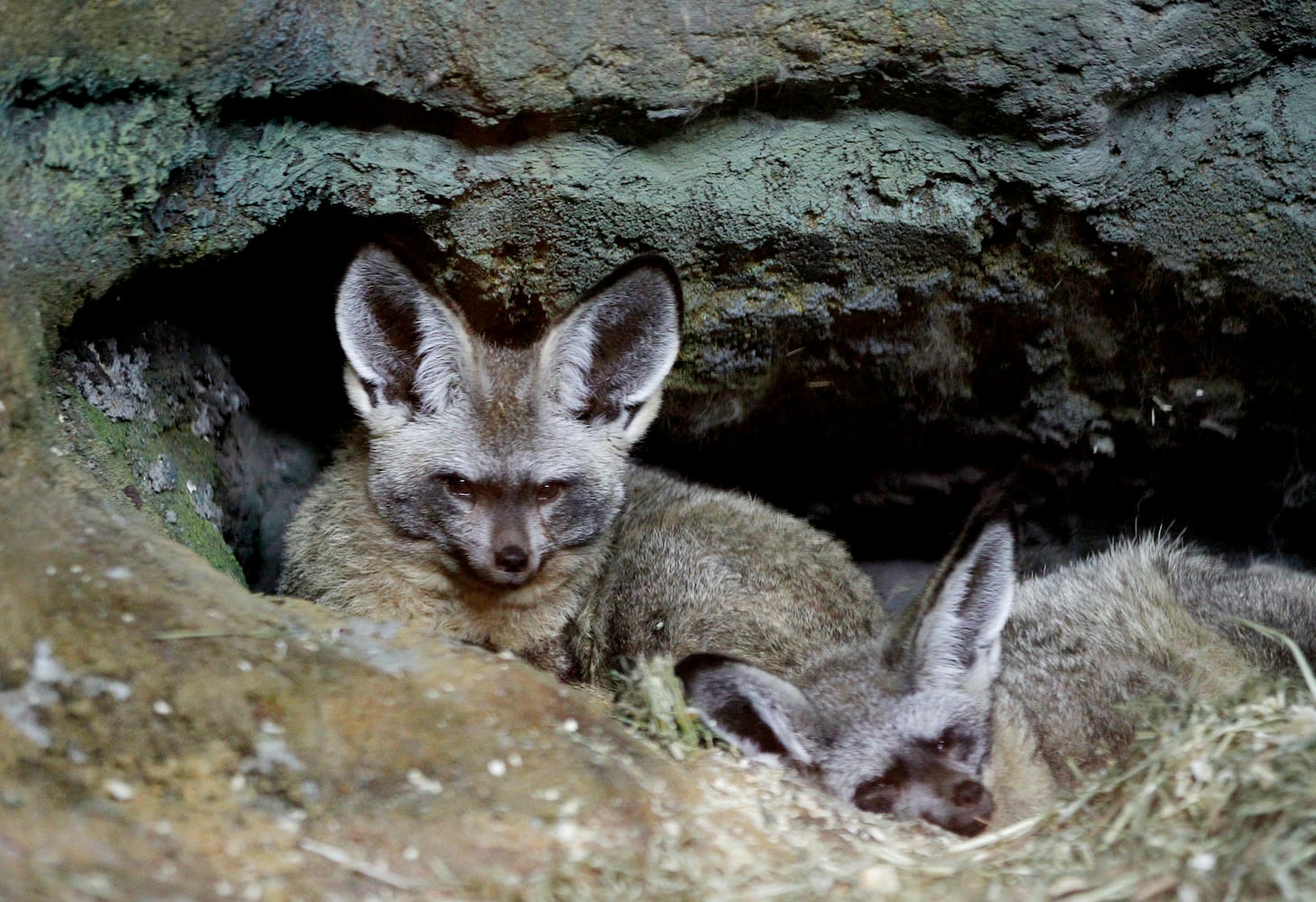 Boonshoft Museum of Discovery: Foxes