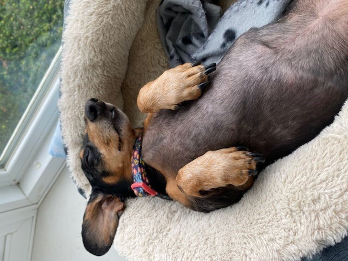PHOTOS: National Dog Day in the Miami Valley