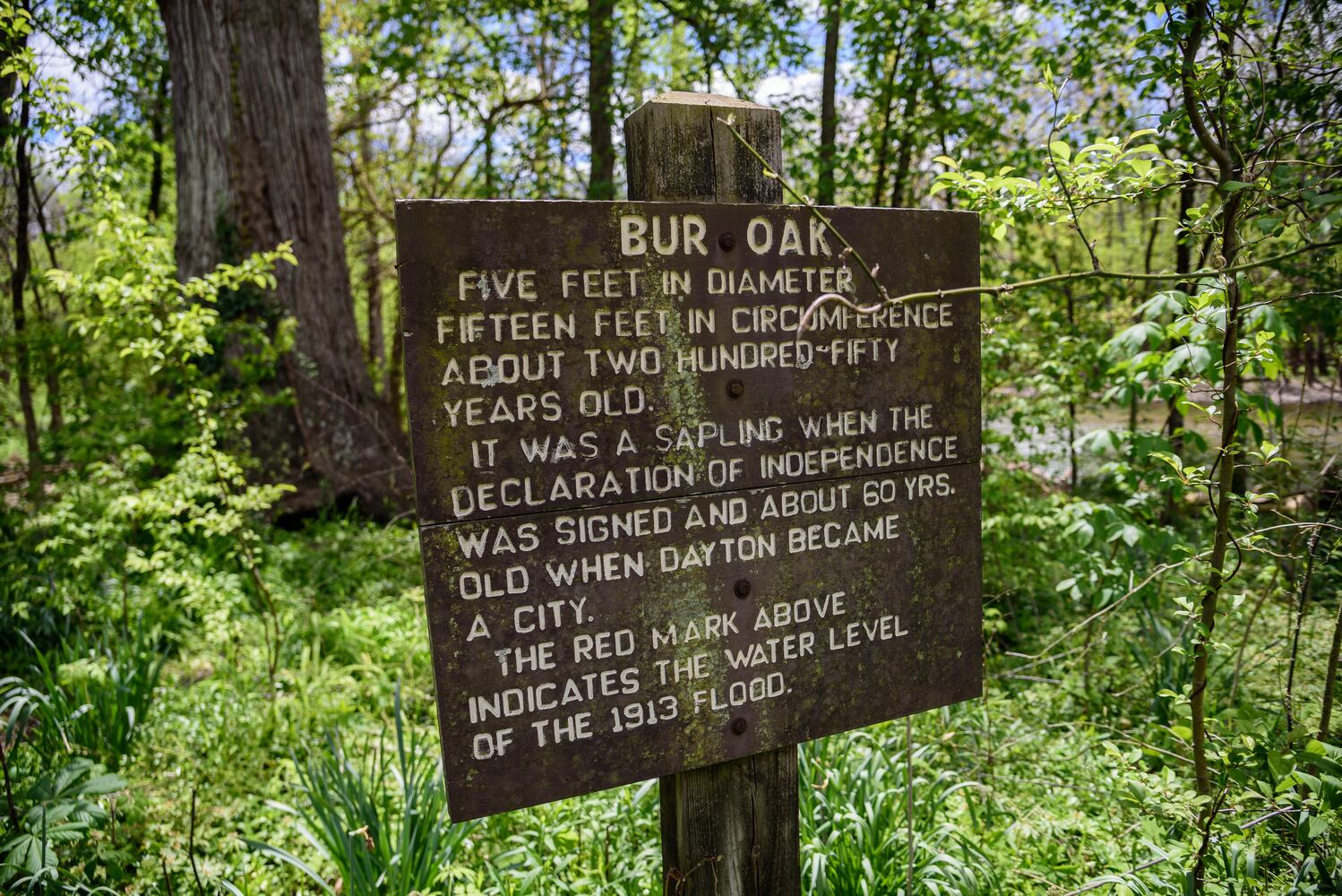 PHOTOS: Gorgeous Aullwood Garden is in full bloom
