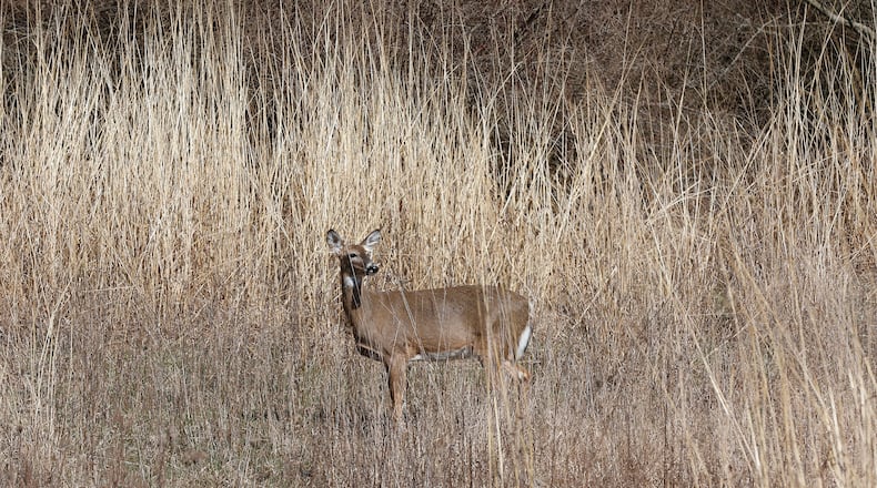 A deer nearly blends into the tall grass it was standing in Thursday, March 9, 2023 at Buck Creek State Park. BILL LACKEY/STAFF