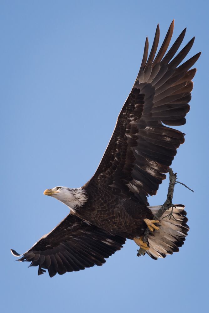 PHOTOS: Bald eagles at Carillon Historical Park