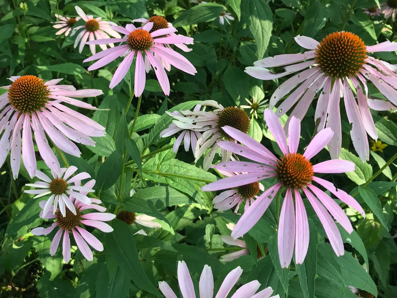 PHOTOS: This hidden park on the side of the road might be one of Dayton’s most peaceful spots