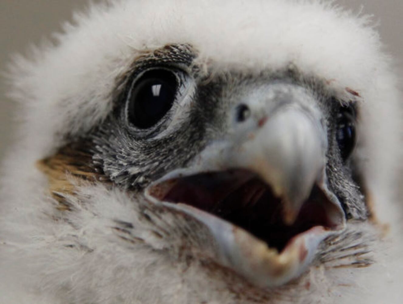 Peregrine falcons banded