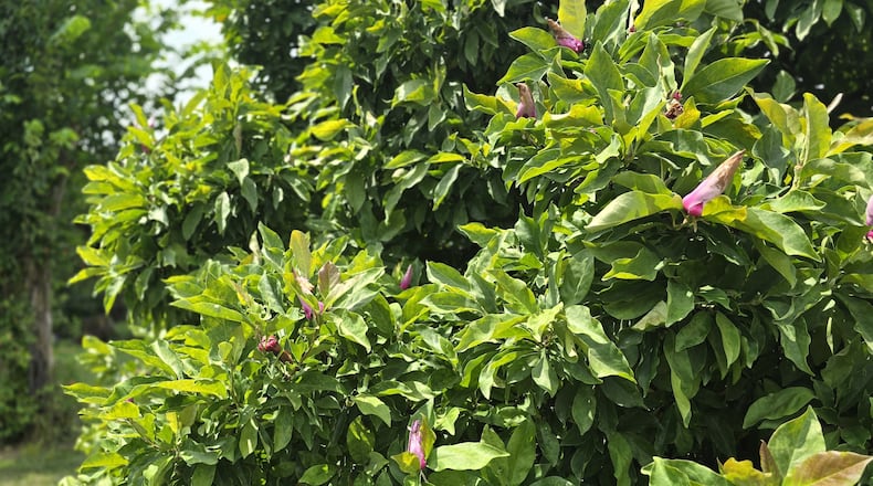 Magnolias and other spring flowering trees and shrubs might bloom now because of environmental stresses