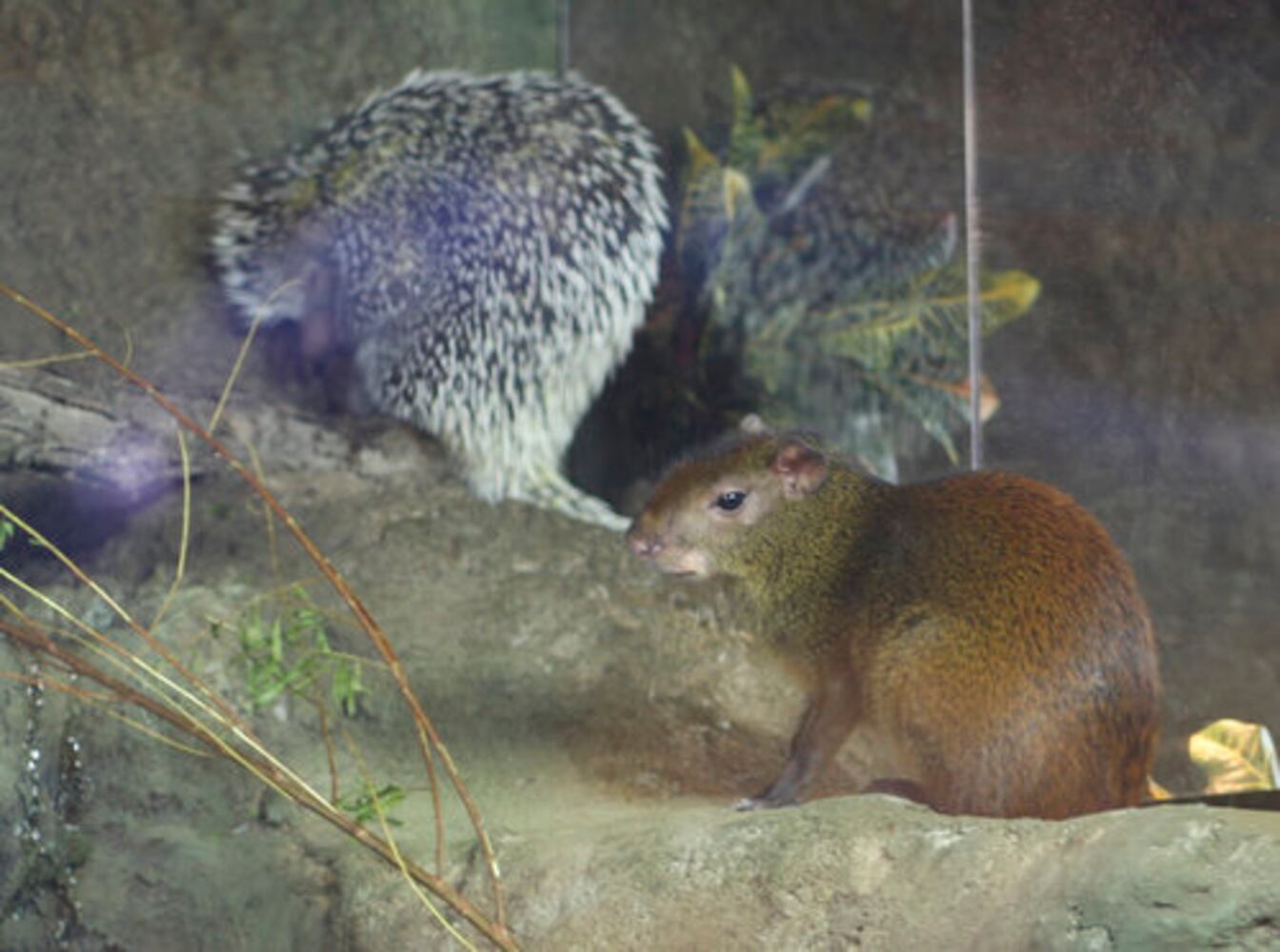 Boonshoft's Discovery Zoo opens