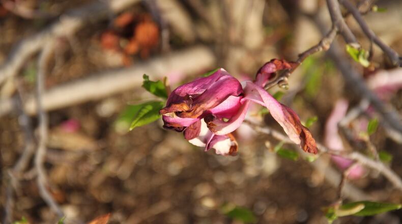 Freeze damage on a saucer magnolia. CONTRIBUTED