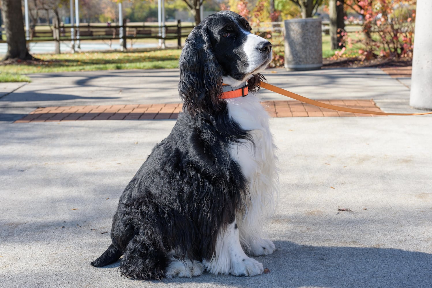 PHOTOS: Did we spot you and your dog at Wag-O-Ween at the Kettering Recreation Center?