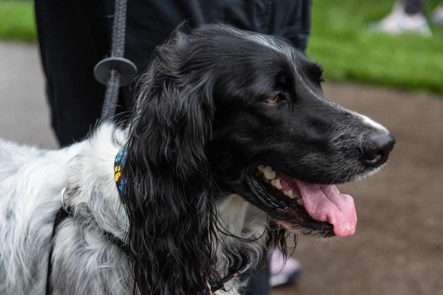 PHOTOS: Did we spot you at the Furry Skurry 5K at Stubbs Park in Centerville?