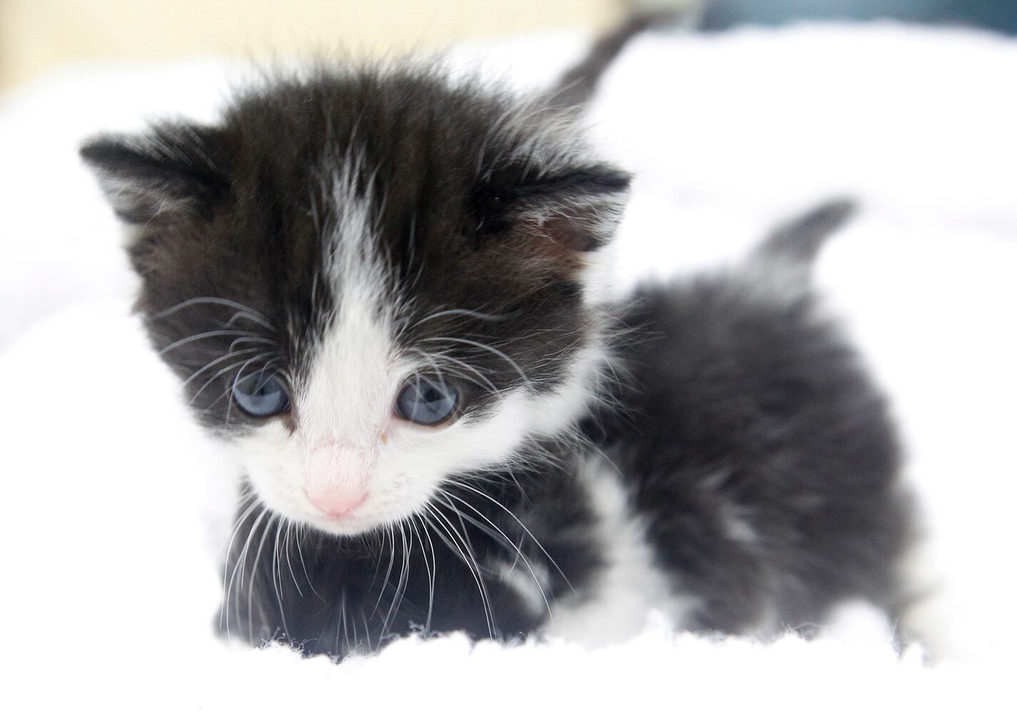 Bottle baby kittens
