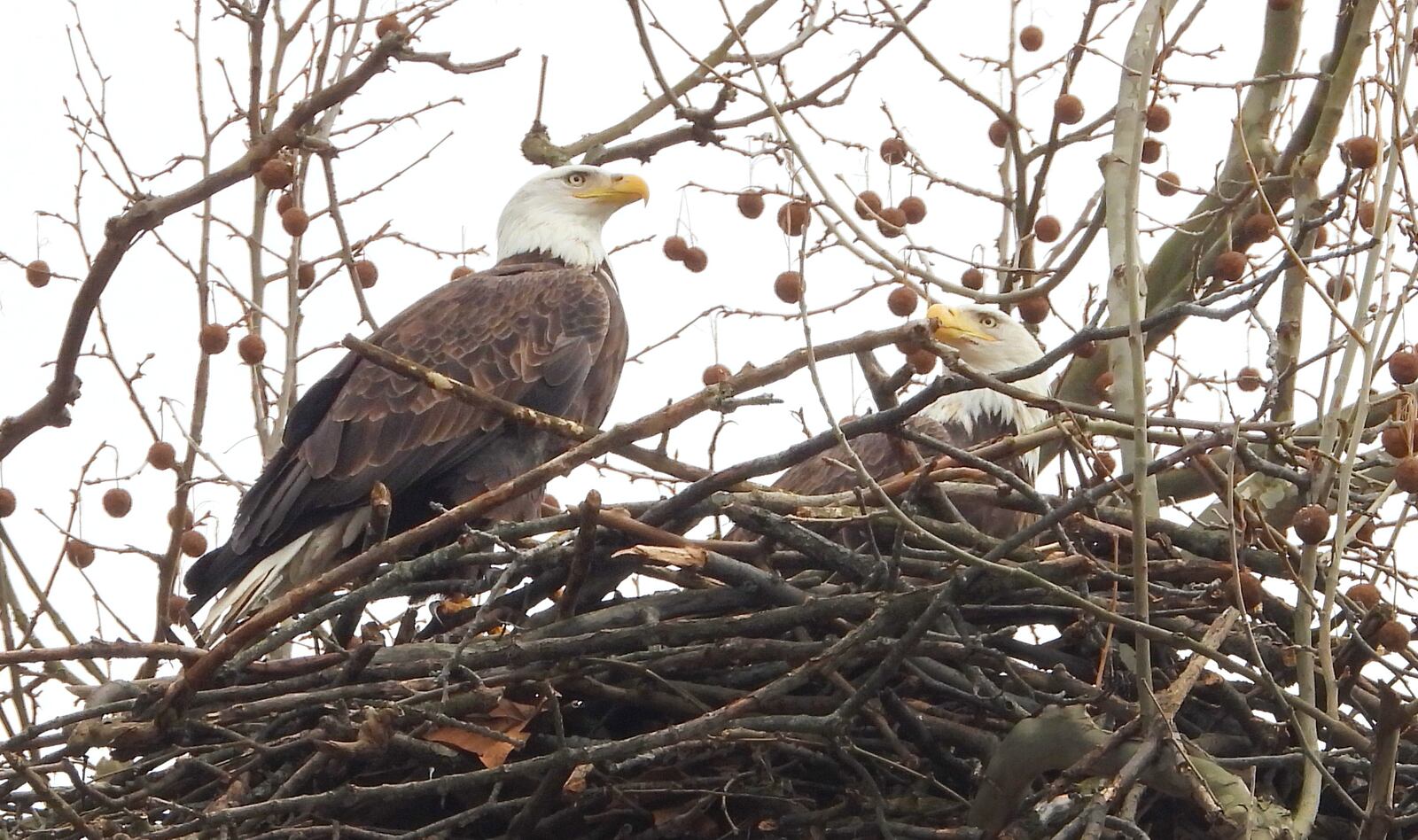 Orv and Willa, a bonded-pair of bald eagles nesting at Carillon Historical Park, are parents again. PHOTO COURTESY OF JIM WELLER