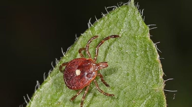 A lone star tick (Amblyomma americanum) found near Aden, Va. The tick can cause alpha-gal syndrome as well as carry other diseases, including ehrlichiosis, tularemia and Southern tick-associated rash illness. Judy Gallagher via Wikimedia. CREATIVE COMMONS