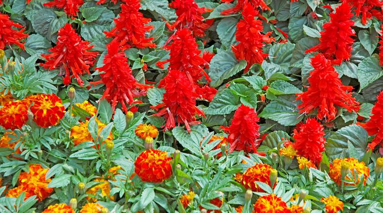 Sizzler Red salvias and Zenith Red and Gold marigolds combines for a dazzling array of color. (Norman Winter/TNS)