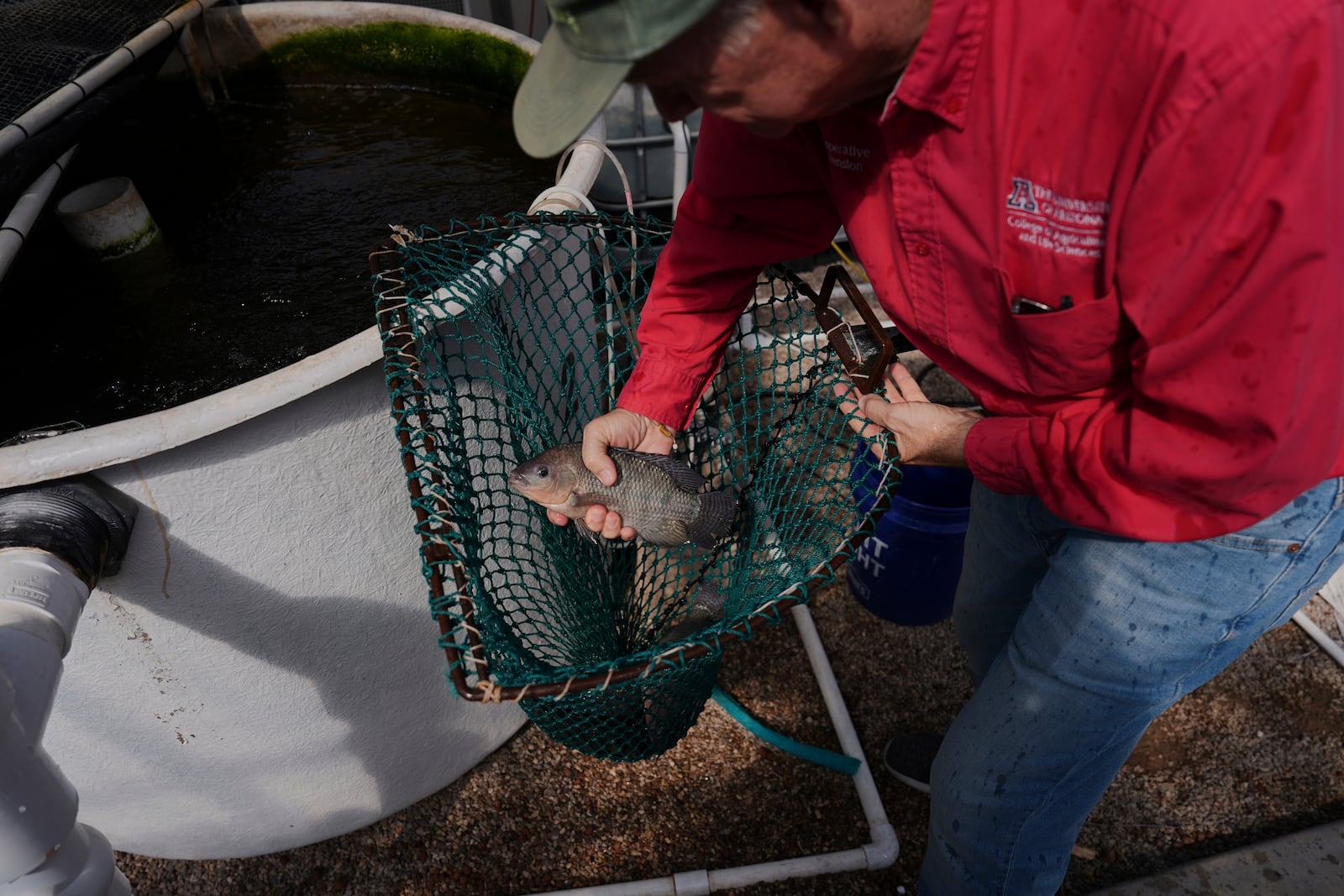 Kevin Fitzsimmons holds a farmed tilapia Sunday, April 20, 2025, at a research lab in Tucson, Ariz. (AP Photo/Joshua A. Bickel)