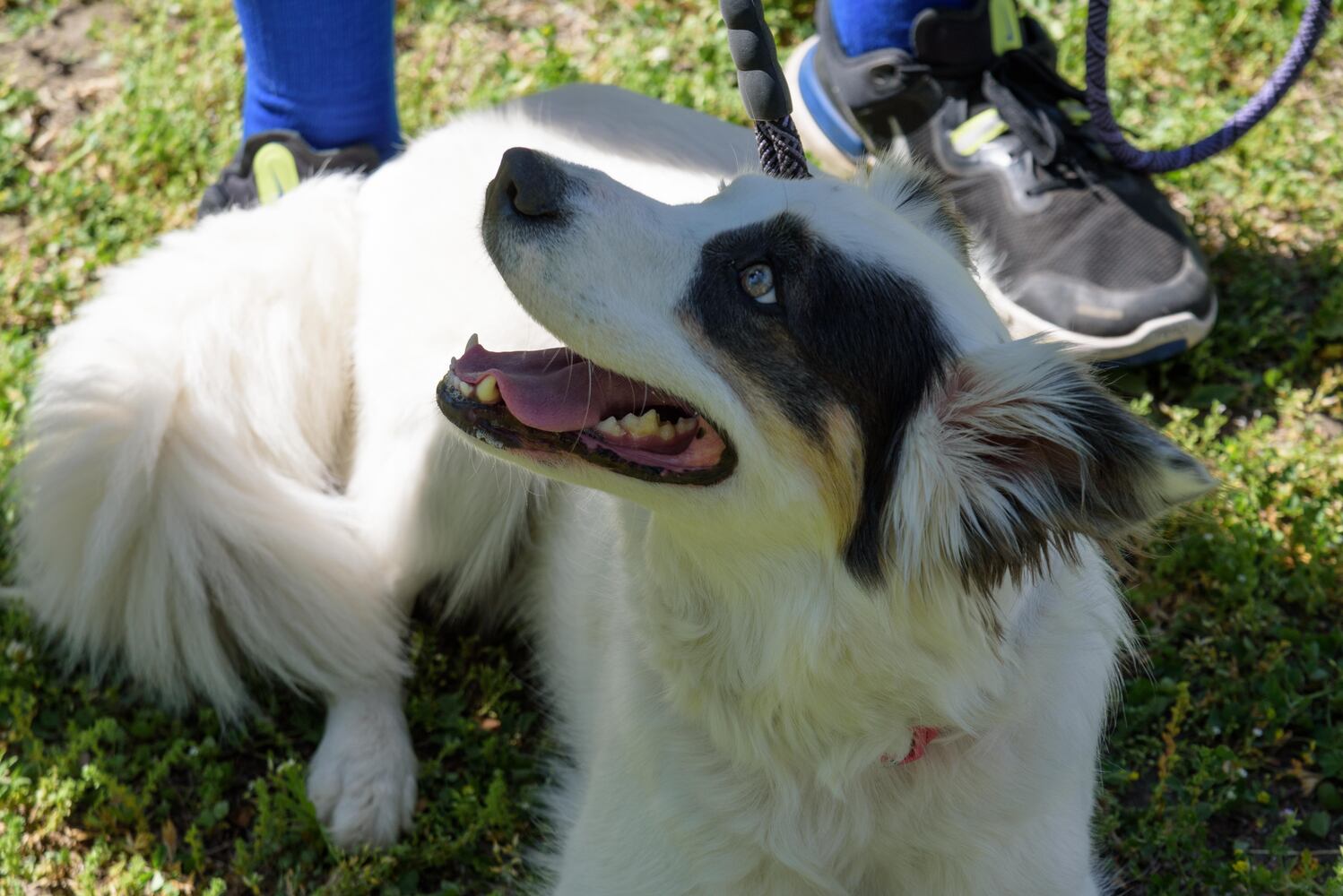 PHOTOS: Did we spot you and your doggie during the Furry Skurry 5K & Furry Fest at Eastwood MetroPark?
