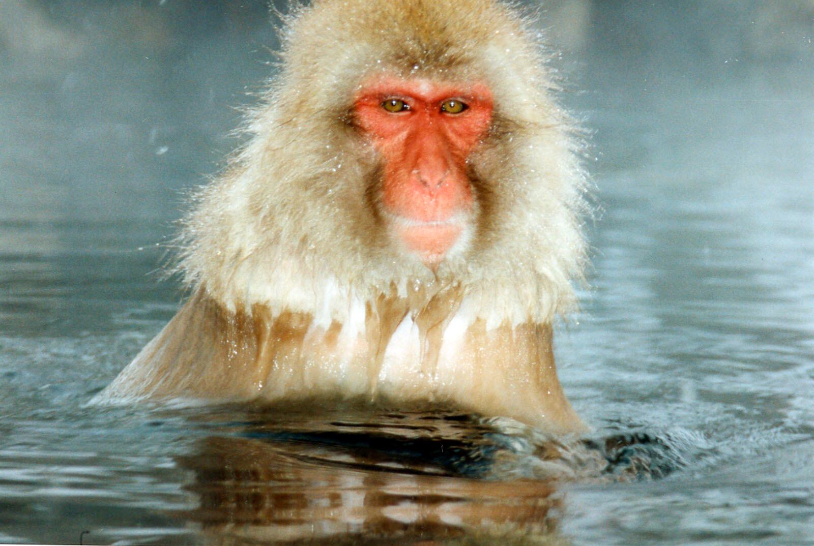 In a scene reminiscent of a Russian bath house in winter, a snow monkey soaks drowsily in the steaming water of a hot spring deep in the forest beyond the Kanbayashi Snowboard Park at the Nagano Olympcs.
Photo by Tom Archdeacon.