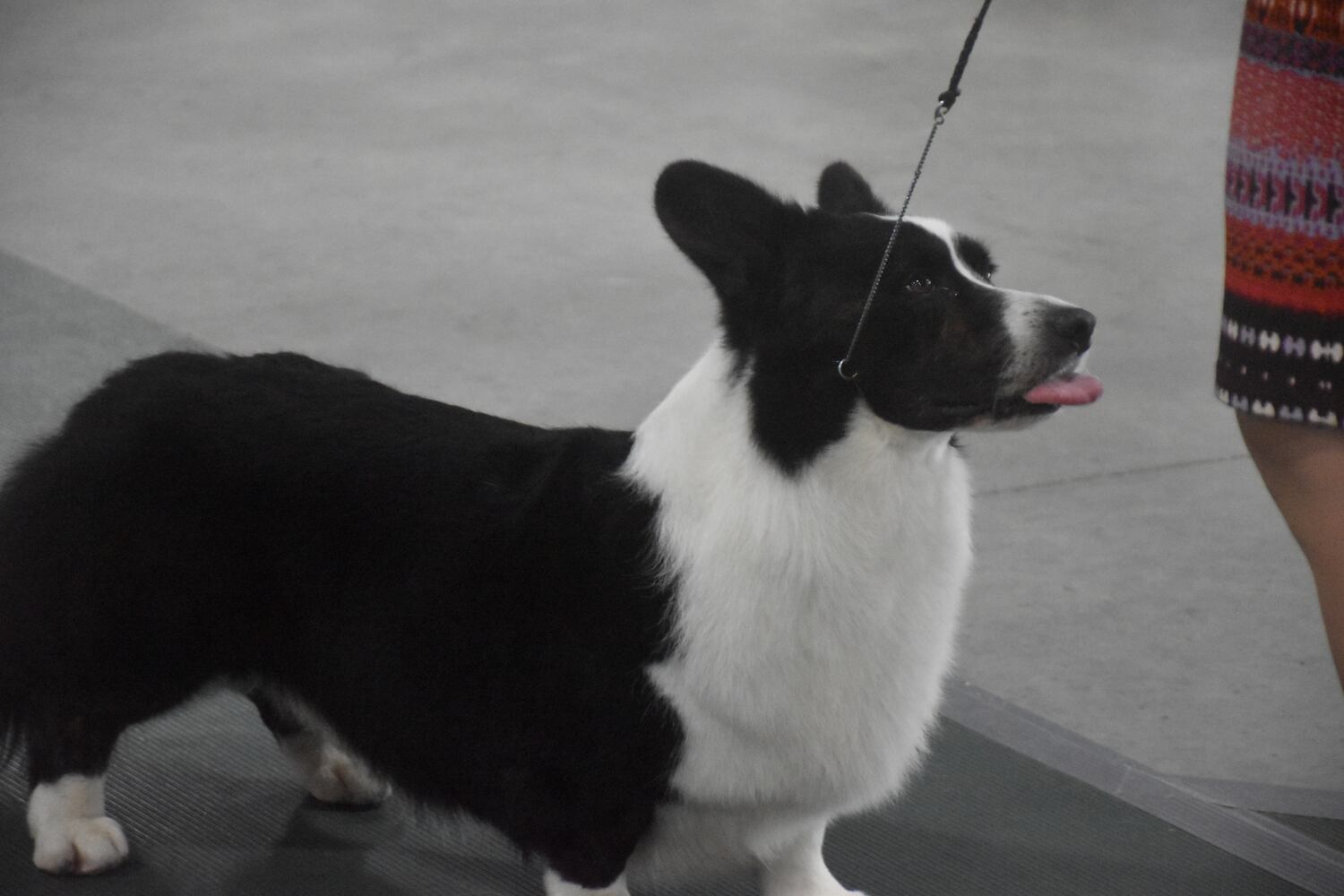 Fort St. Clair Kennel Club Dog Show
