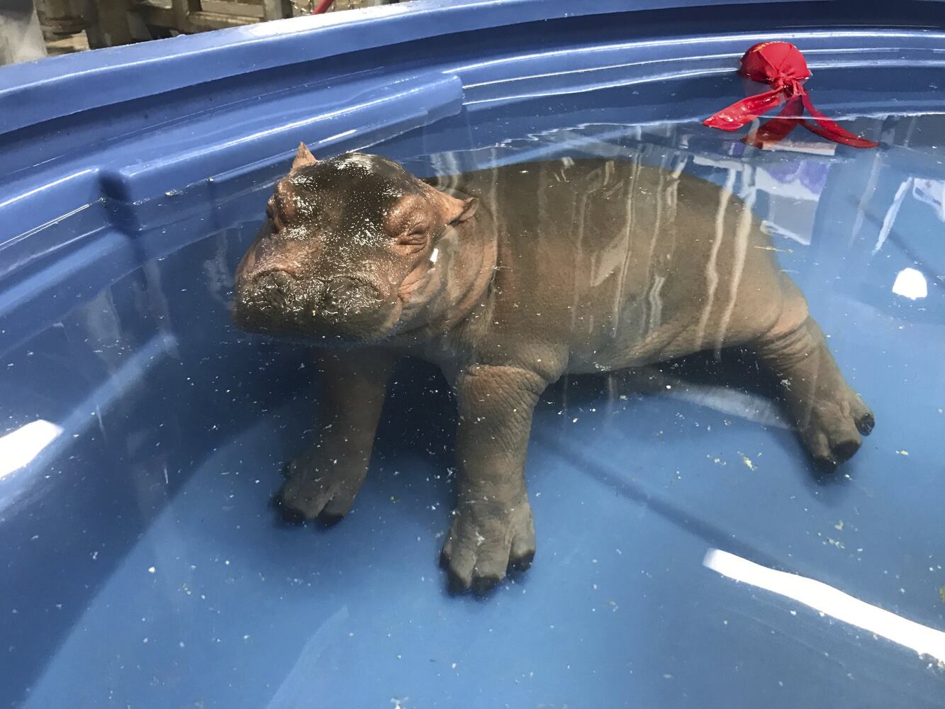 How long can Fiona rely on her cute appeal?