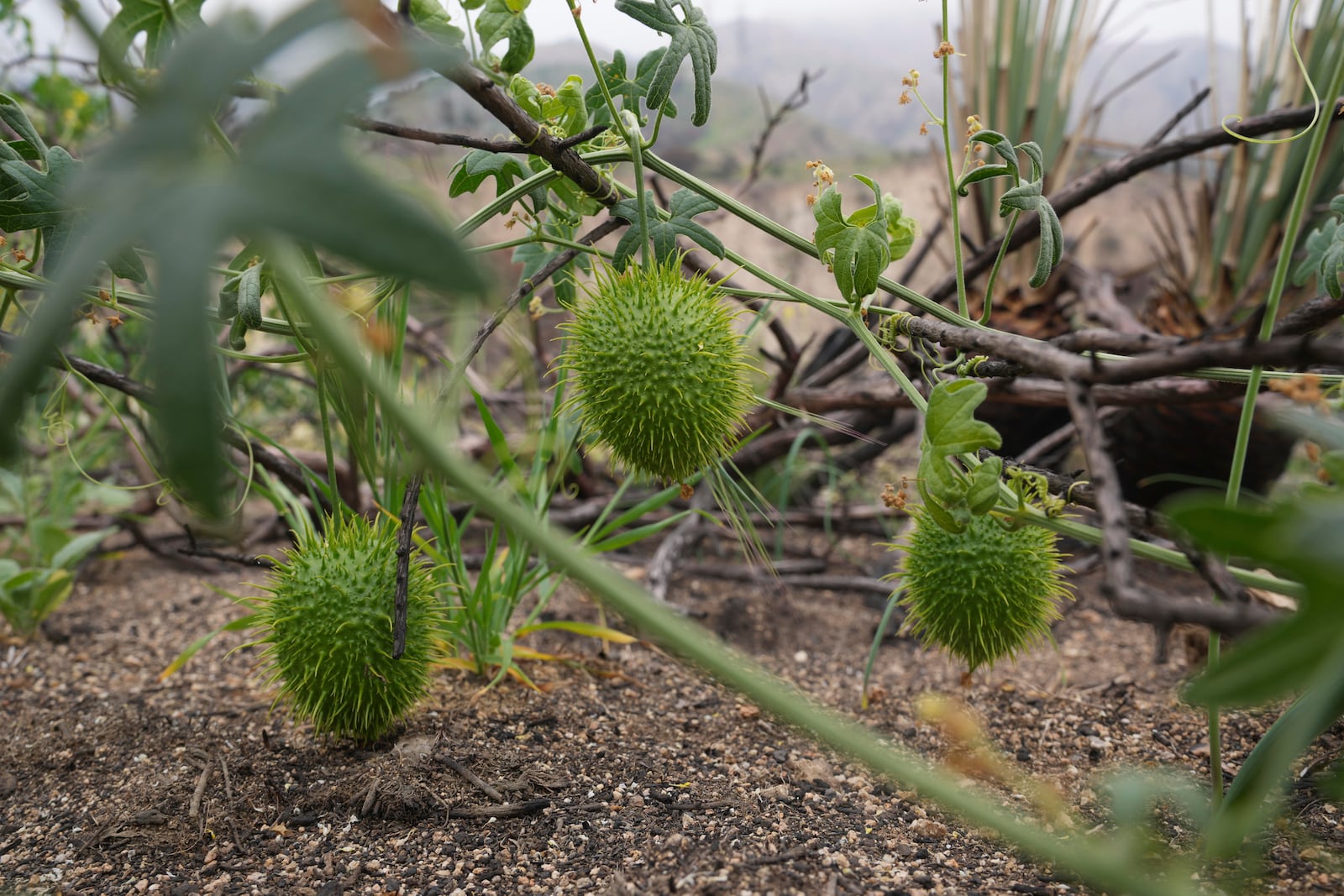 Wild cucumber emerge after winter rains at the Chaney Trail Corridor, an area affected by the Eaton Fire, in Altadena, Calif., on Wednesday, April 23, 2025. (AP Photo/Damian Dovarganes)