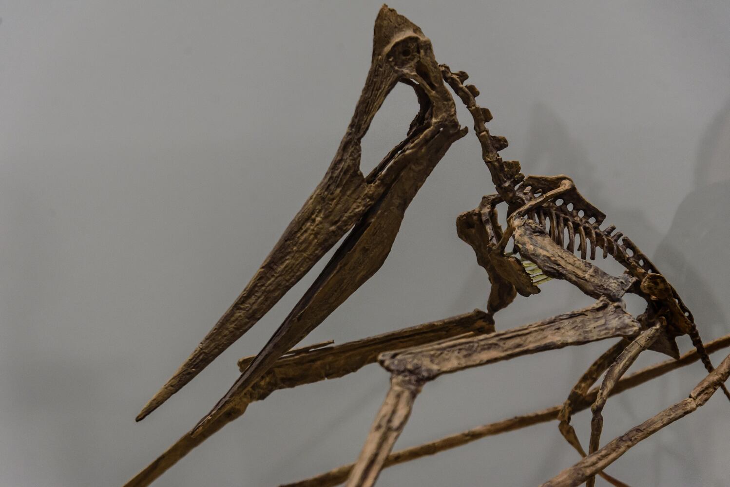 PHOTOS: Did we spot you at Eco Bash: Dayton's Dinosaur at the Boonshoft Museum of Discovery?