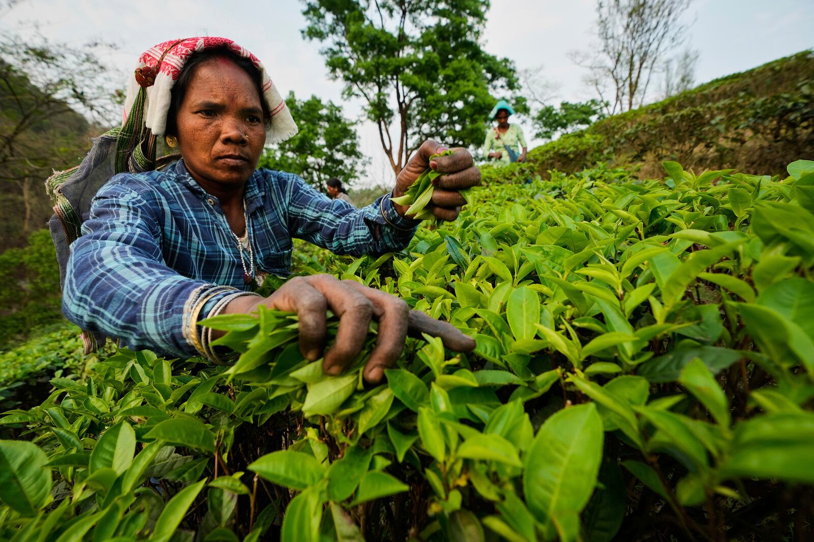 A woman labourer plucks tea leaves in a tea garden on the outskirts of Guwahati, India, Wednesday, April 9, 2025. (AP Photo/Anupam Nath)