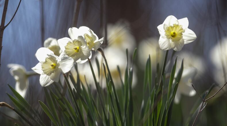 FILE: People enjoyed the sun at Hills & Dales Metro Park. The Kettering park was busy Thursday with dog walkers, runners, hikers and golfers - while working hard to maintain social distance. PHOTO: Jim Noelker