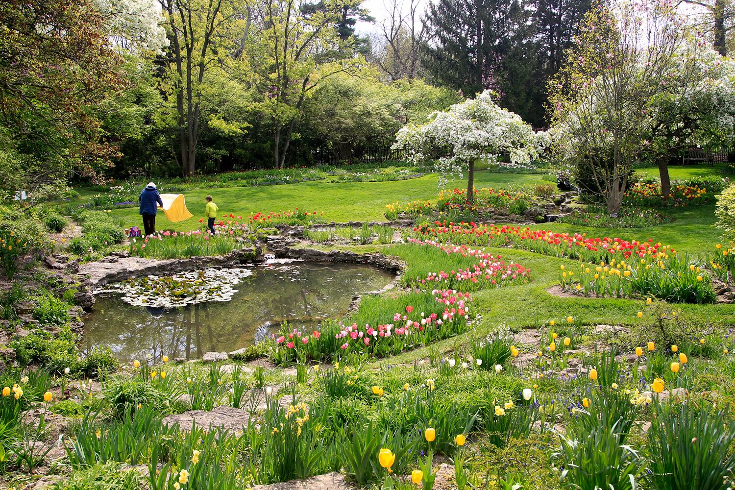 PHOTOS: Tulip time! Oakwood’s Smith Memorial Gardens is overflowing with colorful blooms