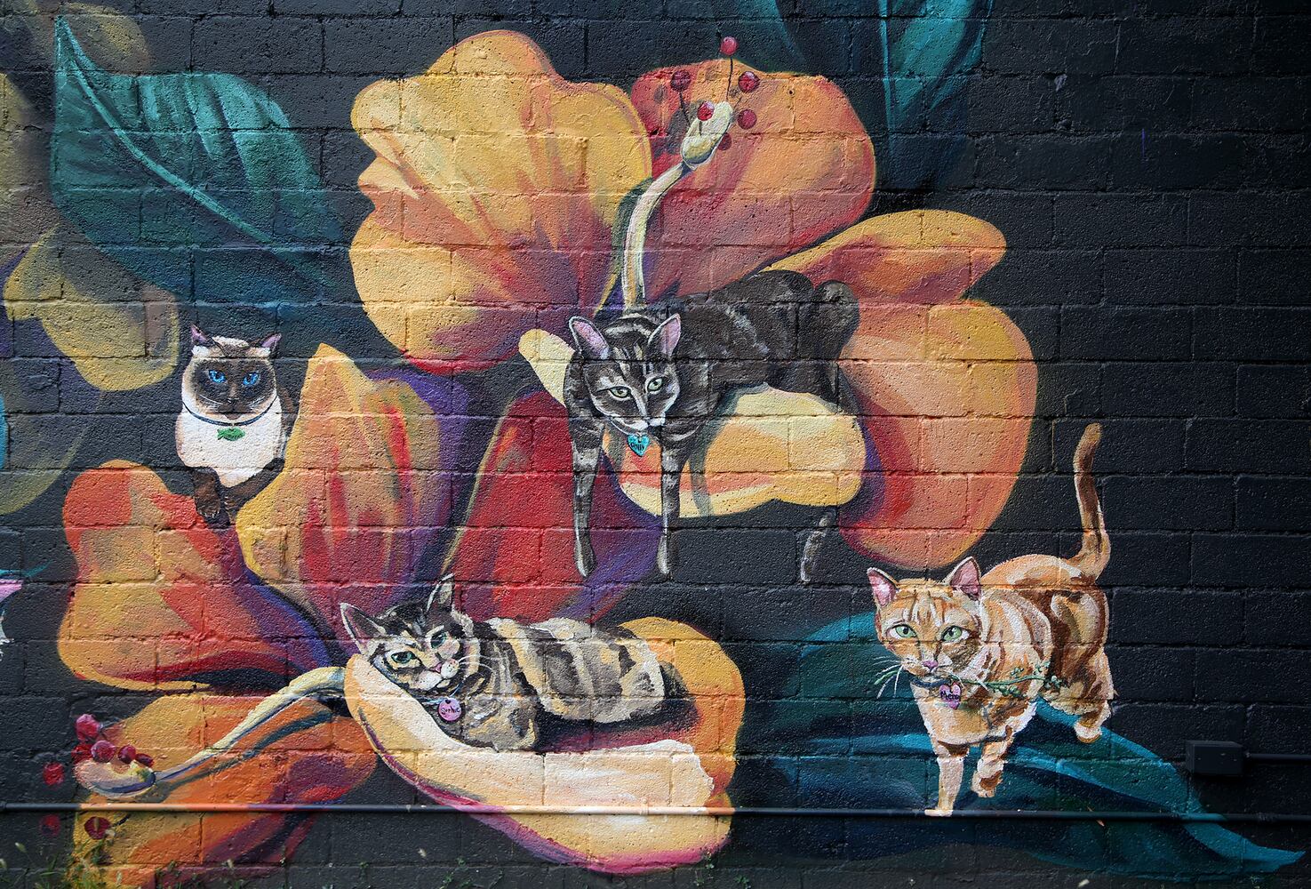 PHOTOS: Your fancy felines are subject of new downtown mural