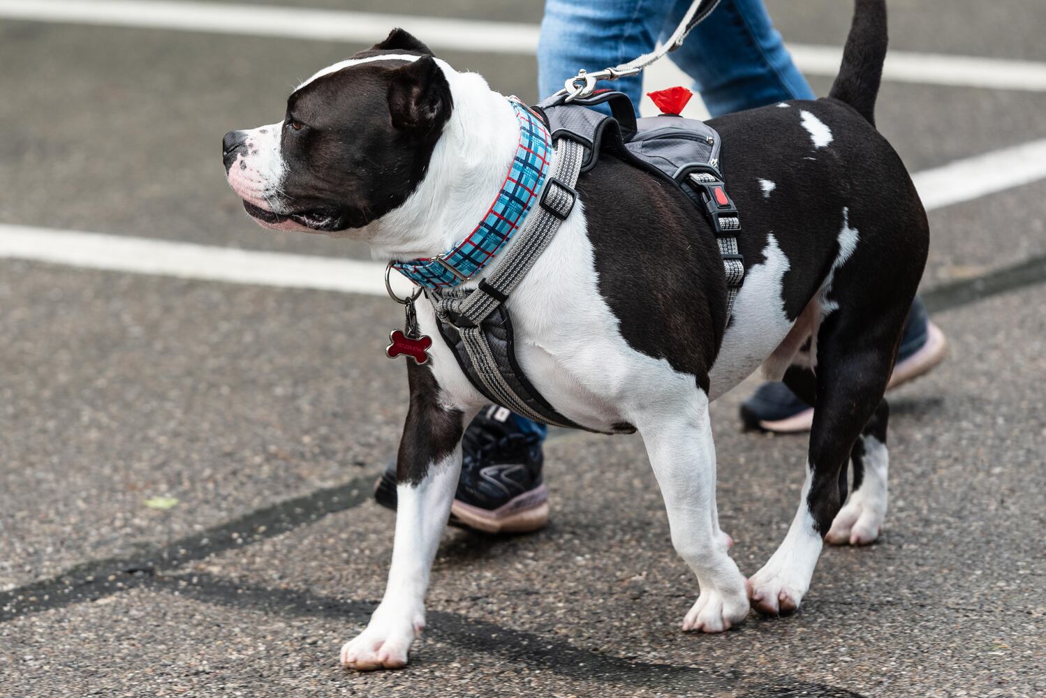 PHOTOS: Did we spot you at the Furry Skurry 5K at Stubbs Park in Centerville?