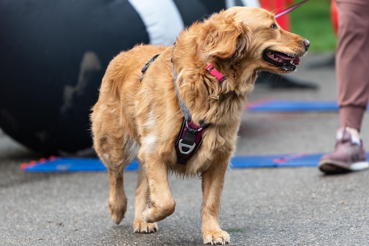 PHOTOS: Did we spot you at the Furry Skurry 5K at Stubbs Park in Centerville?