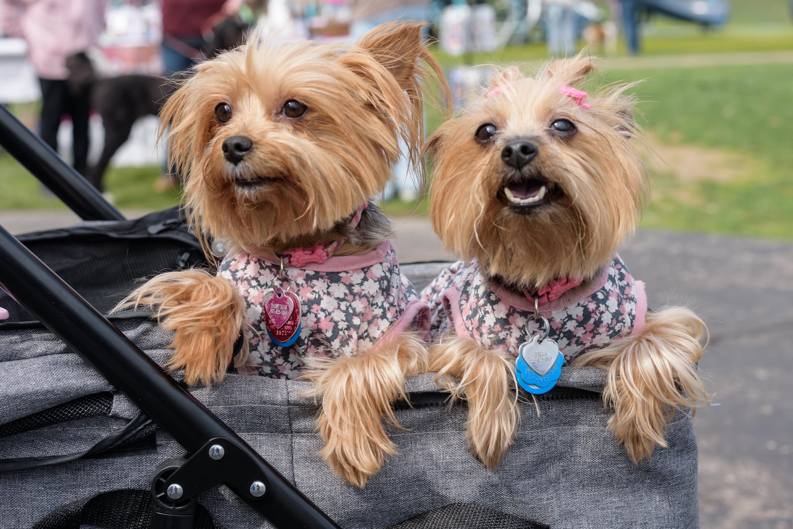 The Vandalia Parks & Recreation Department hosted its annual Paws in the Park Easter Party at Helke Park on Saturday, March 21, 2026. Fur-friendly festivities included egg hunts for large and small dogs (ticketed), dog vendors, a dog costume contest, food trucks and pictures with the Easter Bunny. TOM GILLIAM / CONTRIBUTING PHOTOGRAPHER