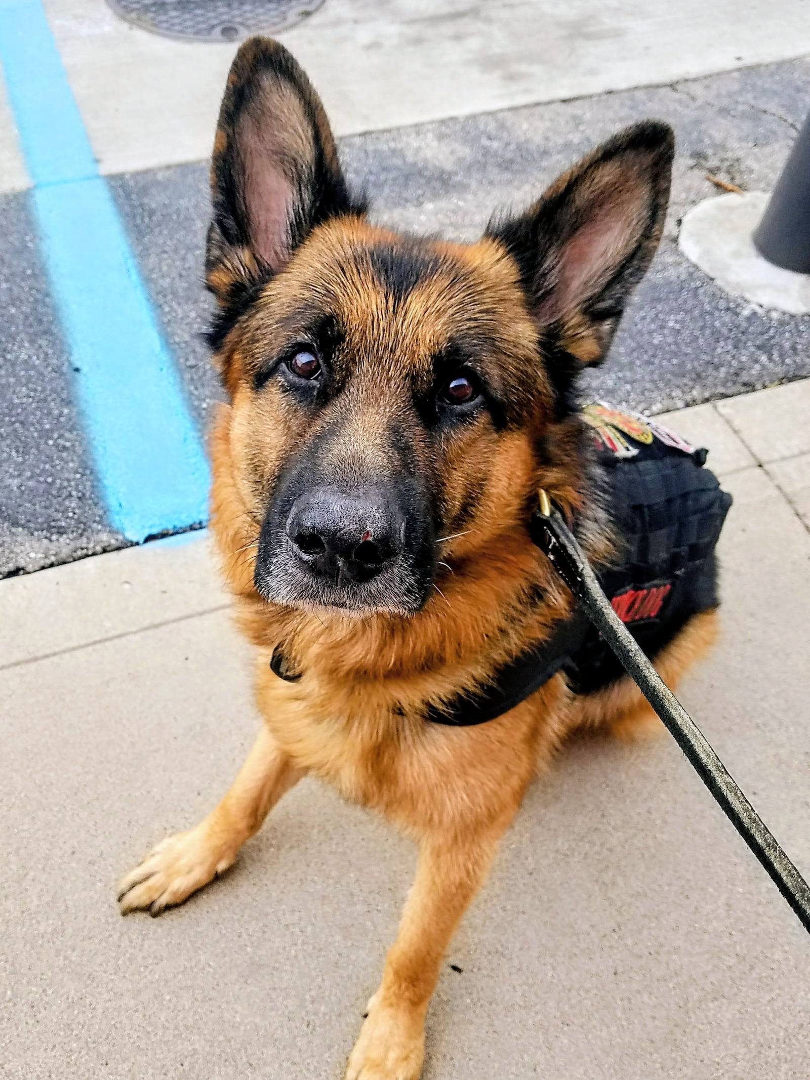 Atlas the Wonderdog. CONTRIBUTED