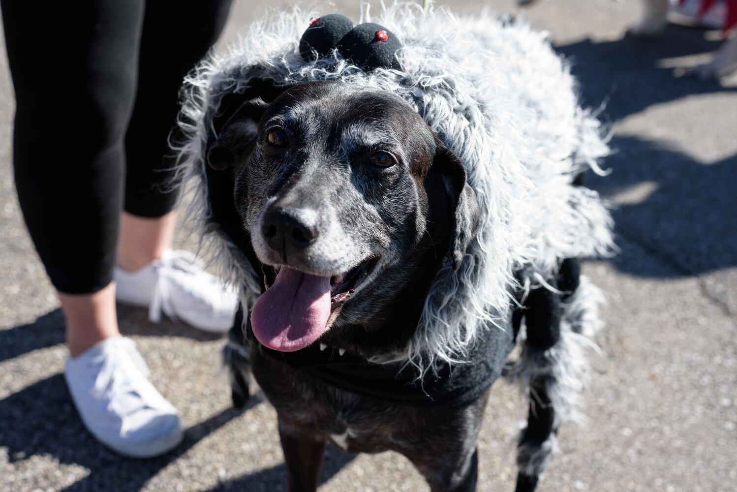 PHOTOS: Did we spot you and your dog at Wag-O-Ween at the Kettering Recreation Center?