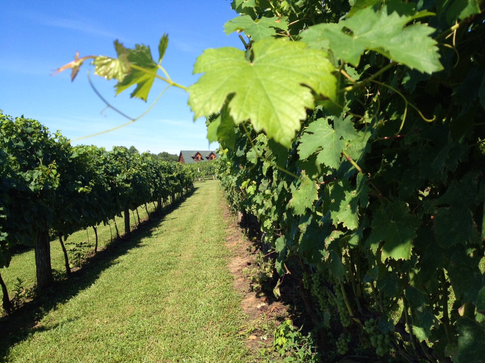 Shade Winery  The trellises at Shade Winery are covered with juicy grapes ready to be made into the winerys signature wines. (Credit: Neal Dix)
