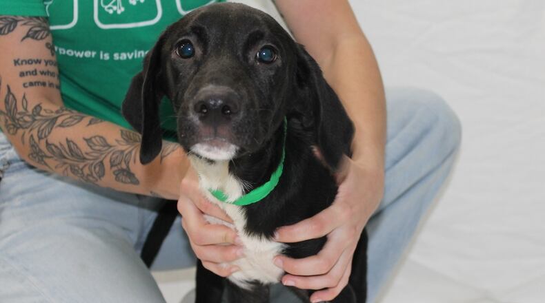 The Humane Society of Greater Dayton rescued 26 Sato dogs from Puerto Rico. They will soon be available for adoption.
