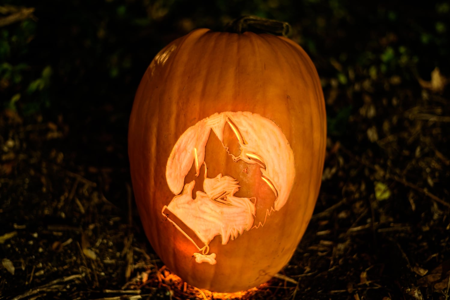 PHOTOS: 2025 Stoddard Avenue Pumpkin Glow