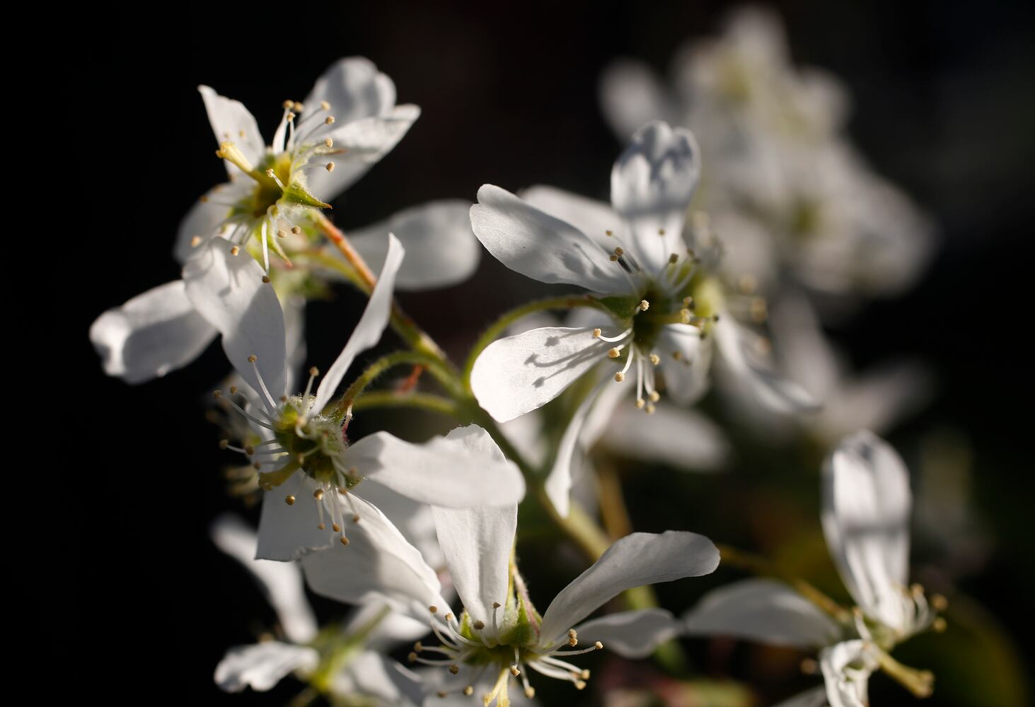 Spring flowers