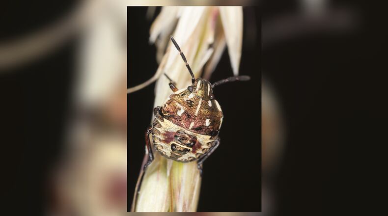 A brown marmorated stink bug.