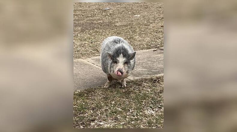 A wayward pig was captured today by Middletown police while running loose in the are of Casper and Leibee streets. Officer Dennis Jordan, who has some training with animals as a K9 officer, took the call.