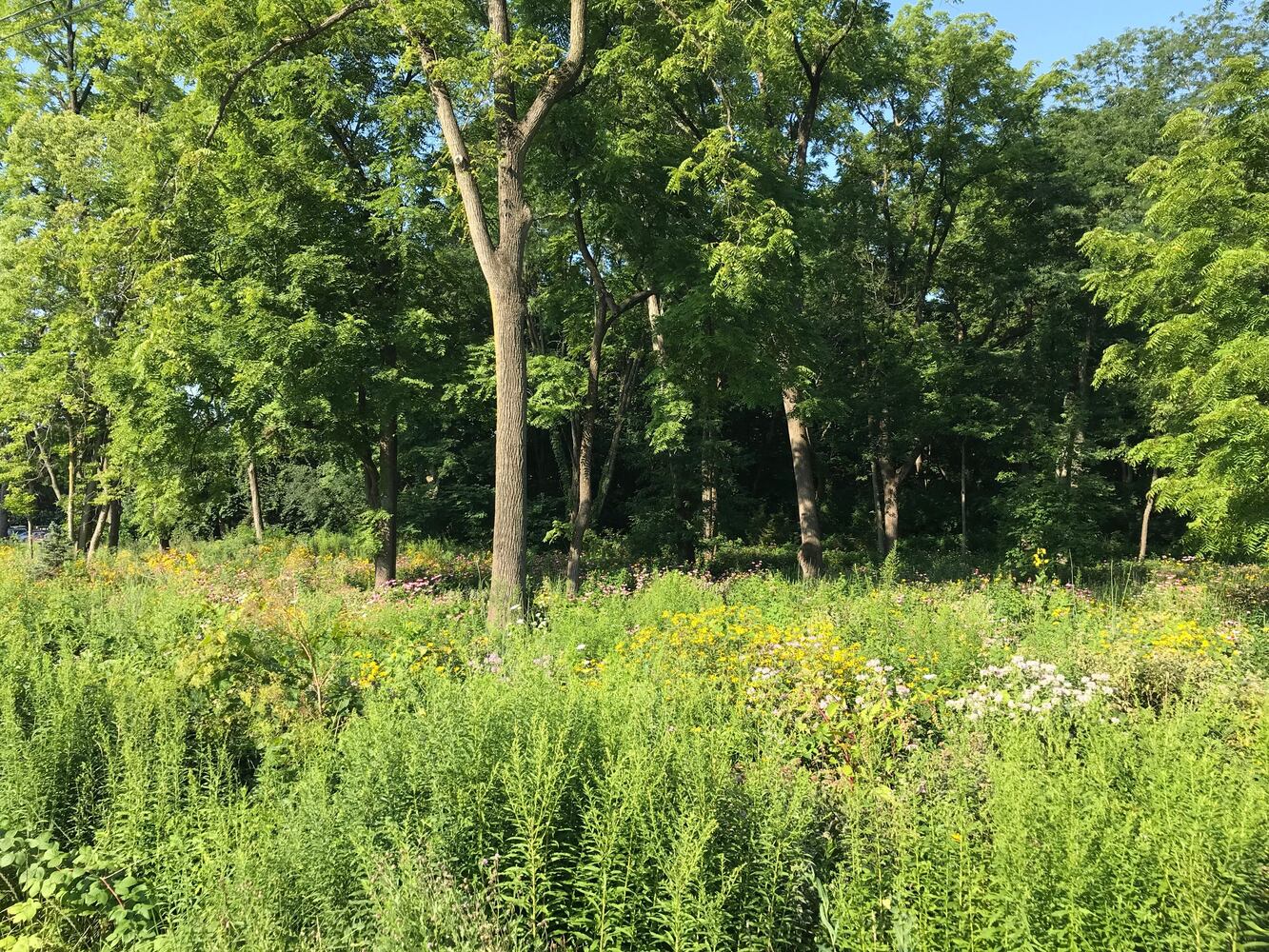 PHOTOS: This hidden park on the side of the road might be one of Dayton’s most peaceful spots
