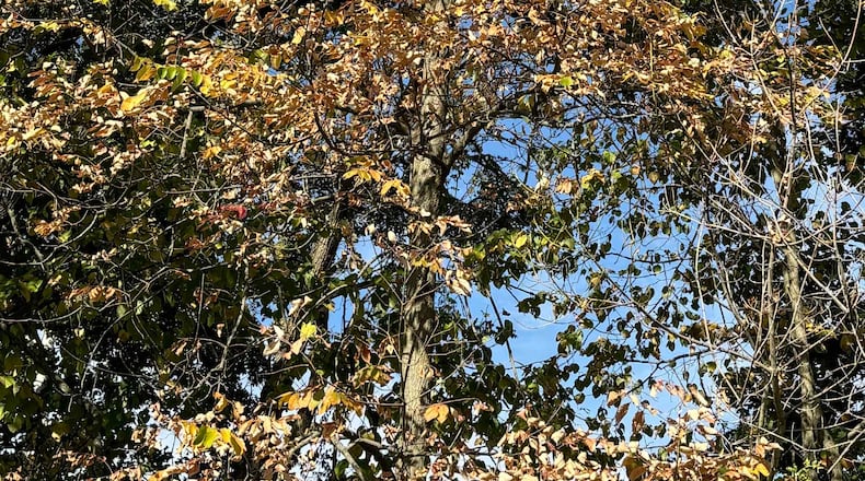 Warmer than usual temperatures and drought conditions are having an impact on fall color in the Miami Valley - CONTRIBUTED