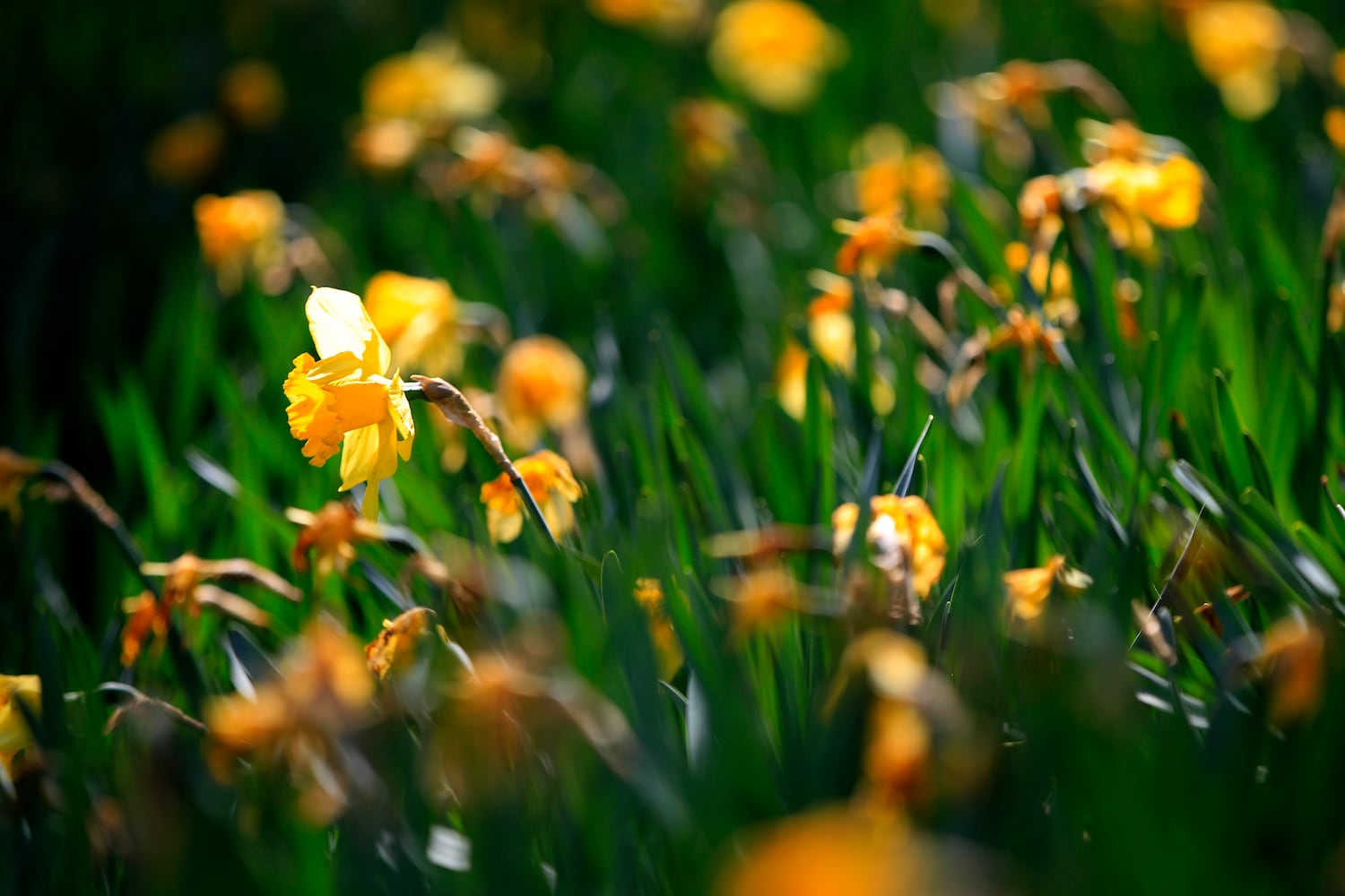 PHOTOS: Tens of thousands of daffodils on display in Oakwood