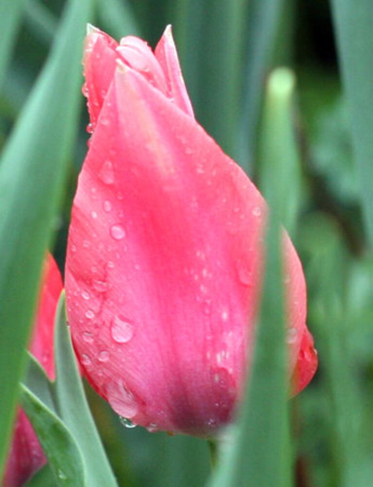 Spring Bulb Festival